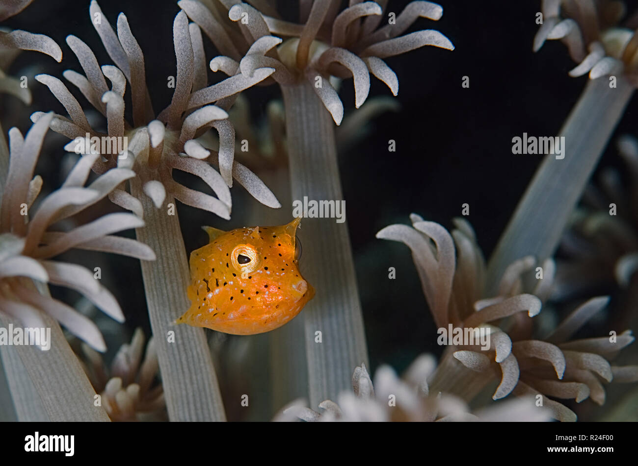 I capretti boxfish giallo (Ostracion cubicus) è una specie di boxfish. Esso può essere trovato in barriere coralline in tutto il Pacifico e nell'Oceano Indiano. Foto Stock