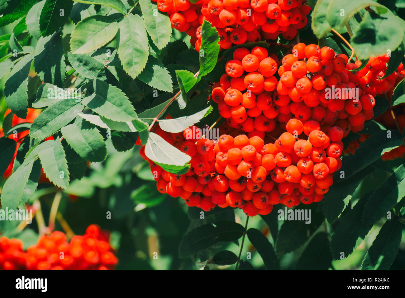 Il ramo di un monte ceneri con bacche rosse (Sorbus aucuparia) Foto Stock