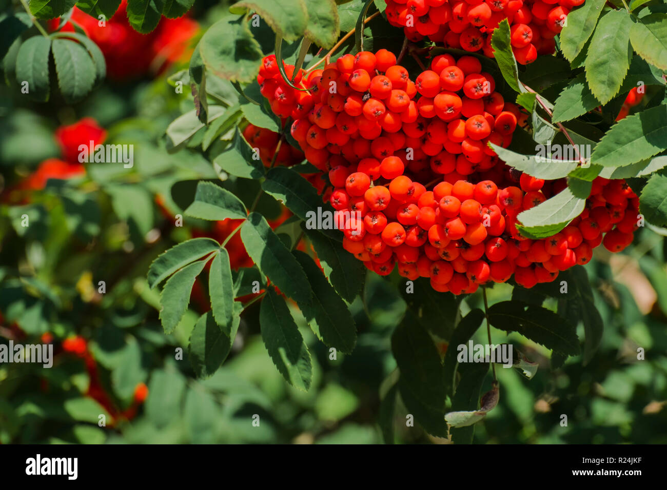 Il ramo con maturi rowan bacche (Sorbus aucuparia) Foto Stock