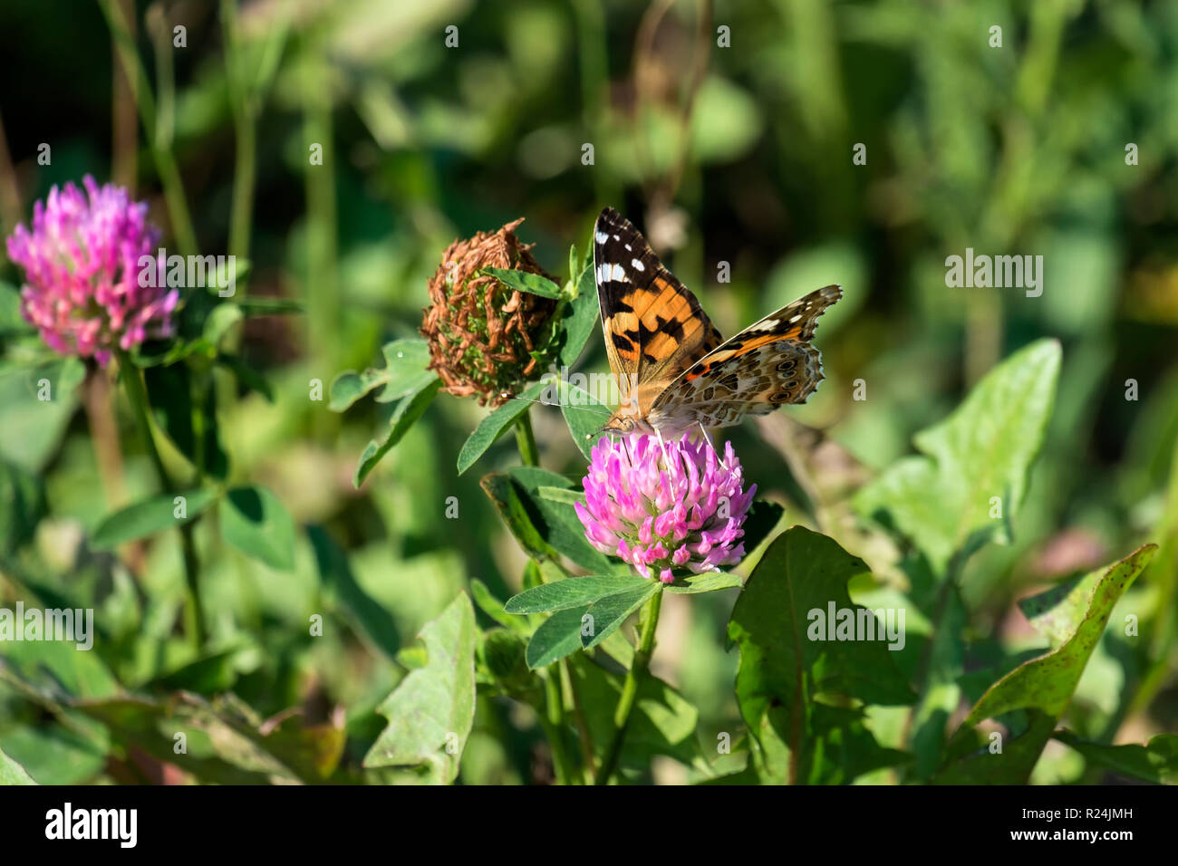 Cosmopolitan butterfly raccoglie il nettare (Vanessa cardui) Foto Stock