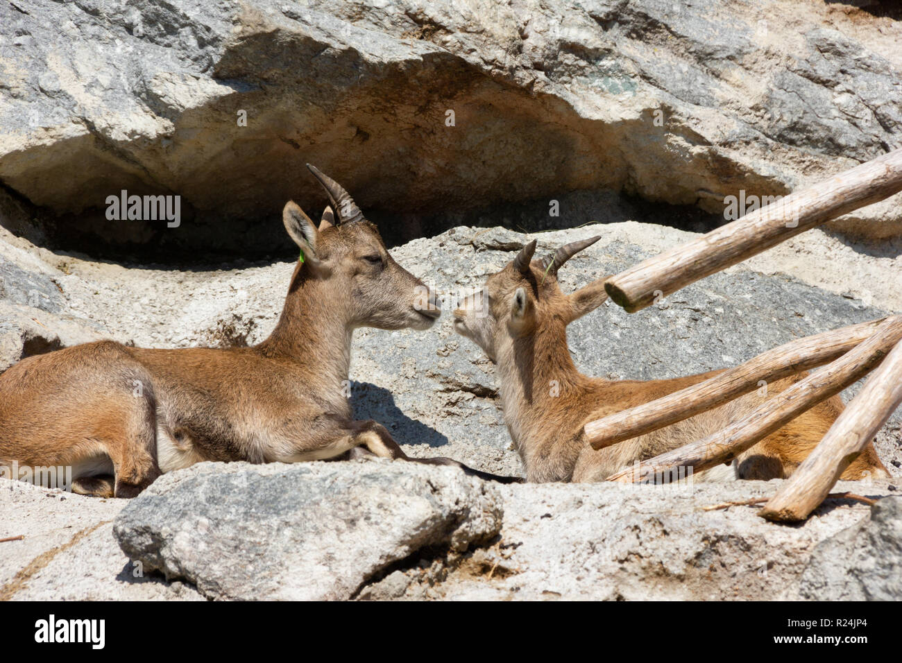 Alpine Ibex crogiolarsi nella luce del sole sulle colline rocciose Foto Stock