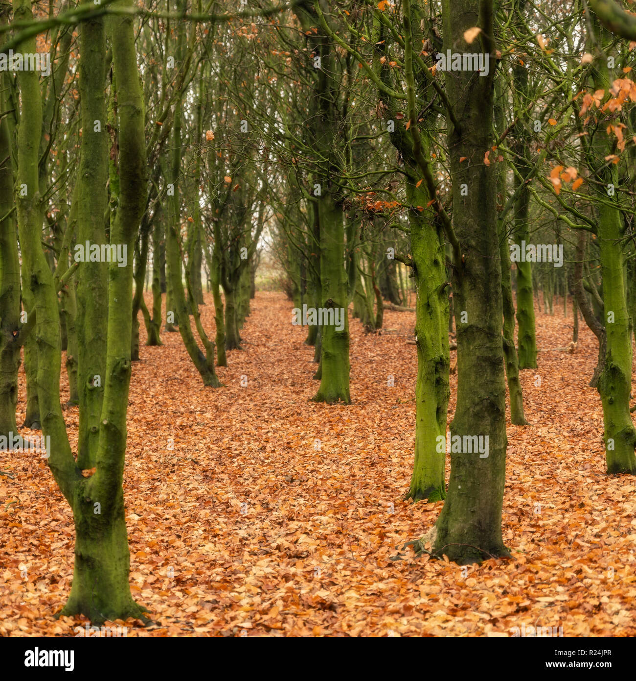 Verde muschio alberi e golden foglie autunnali presso il Park Hall Country Park, Staffordshire. Foto Stock