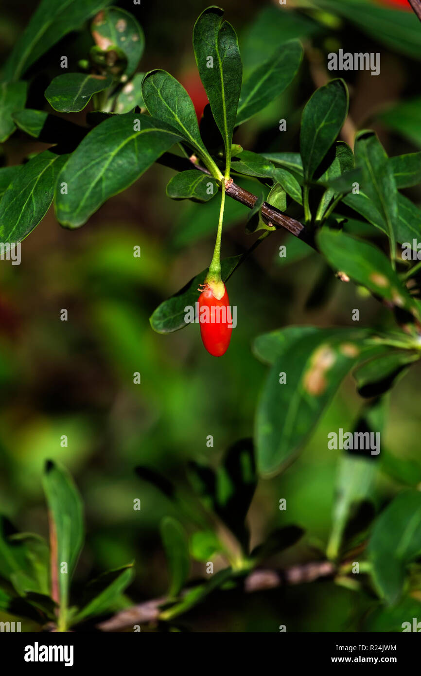 Uno mature goji berry è appeso a un ramo (Lycium barbarum) Foto Stock