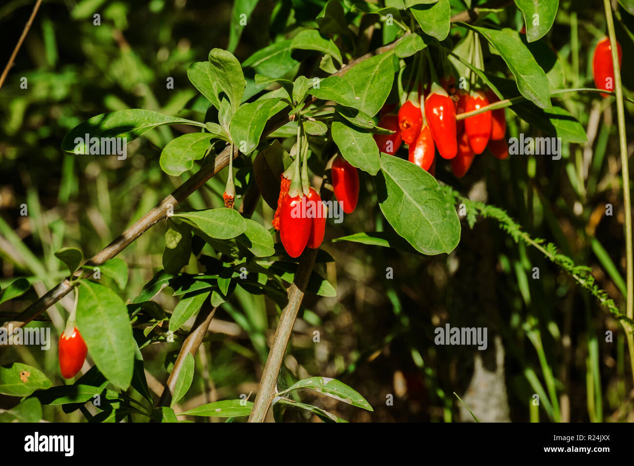 Mature goji bacche Nel verde fogliame (Lycium barbarum) Foto Stock