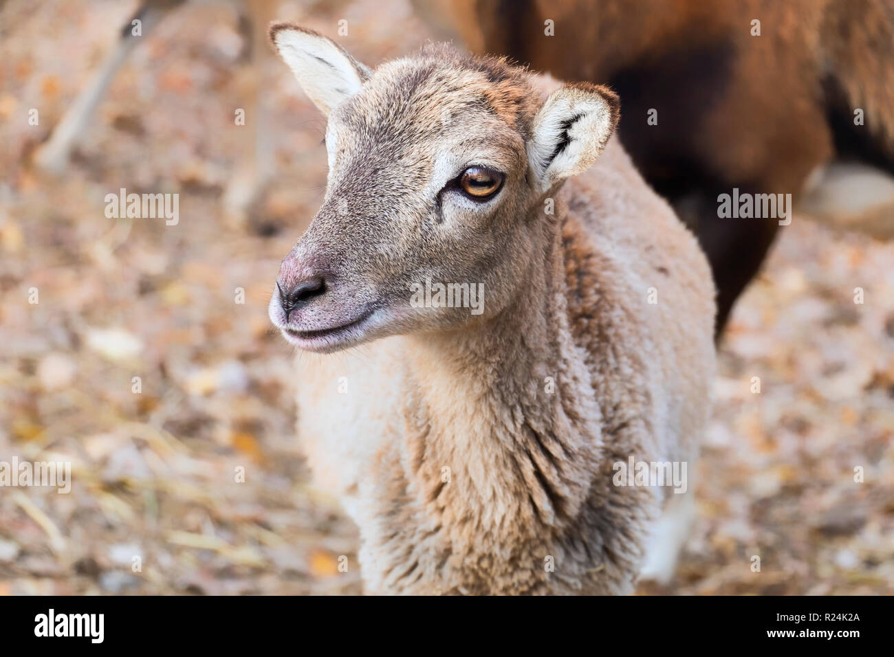 Ritratto di un bambino mufloni (Ovis orientalis musimon) Foto Stock