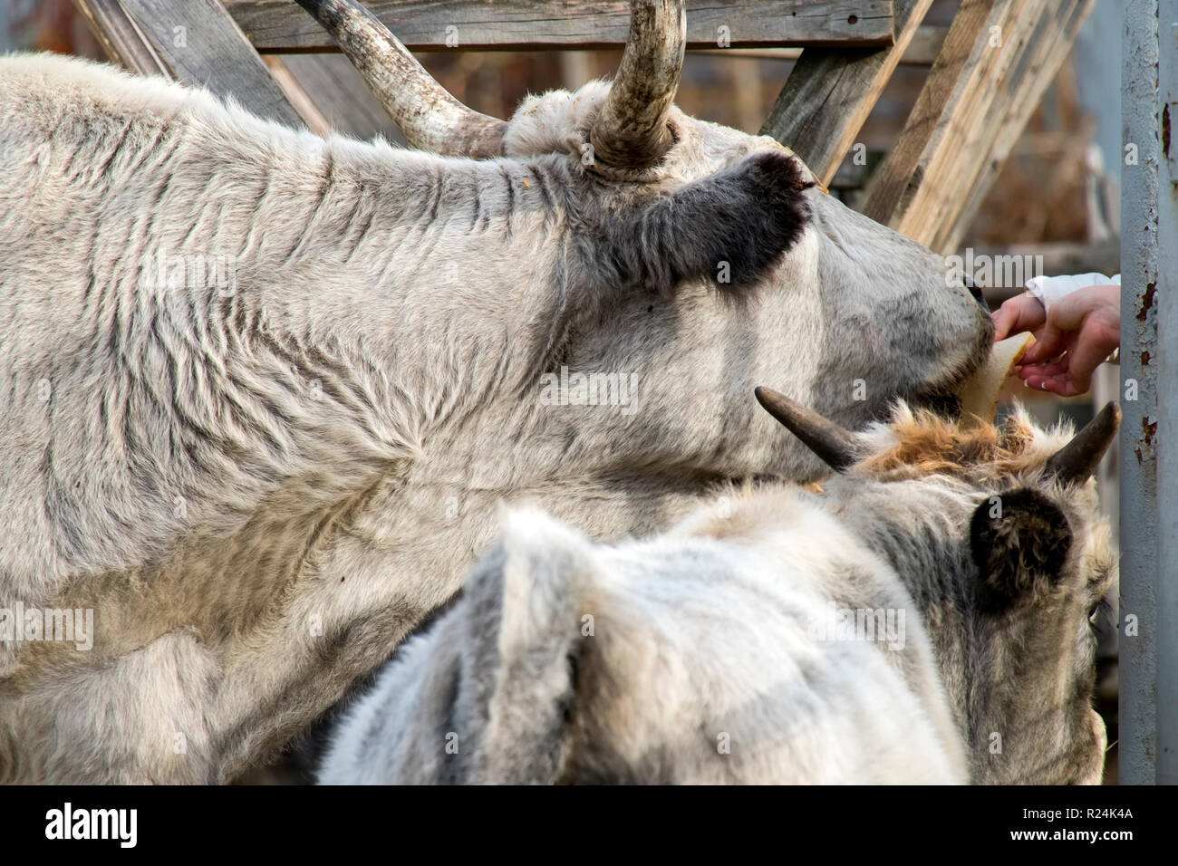 Animali prendere il cibo dalle mani dell'uomo Foto Stock