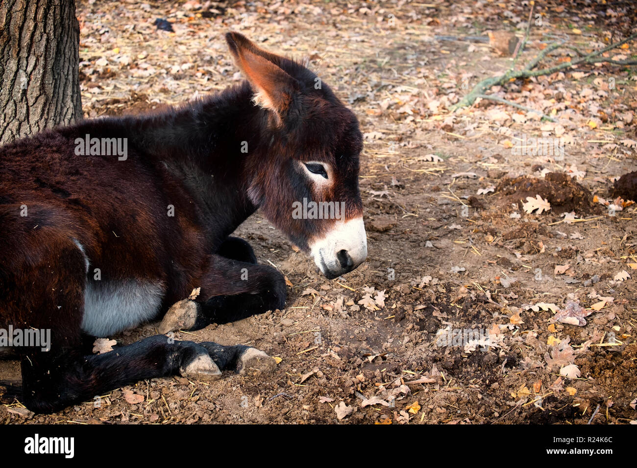 Brown Donkey mentire sul terreno (Equus asinus) Foto Stock