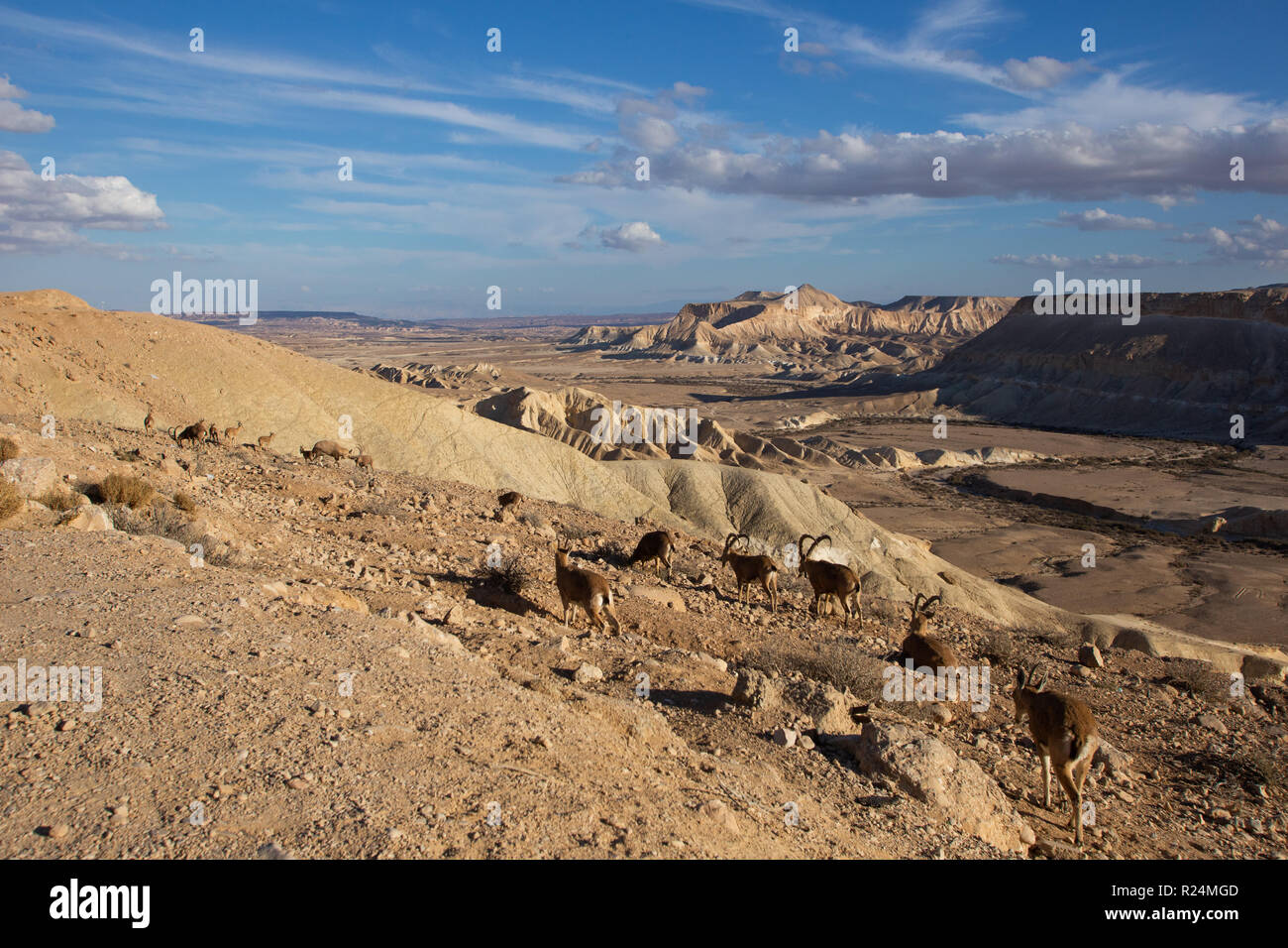 Ibex Nubiano (Capra nubiana) è un deserto-dimora specie di capra Foto Stock