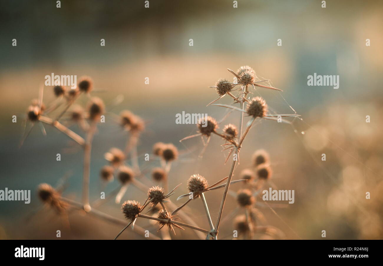 Pruni selvatici nel deserto Foto Stock