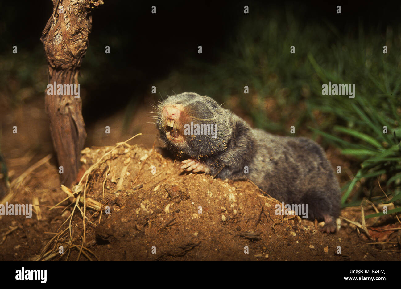 Medio Oriente talpa-RAT o Palestina mole-RAT (Spalax ehrenbergi) Foto Stock