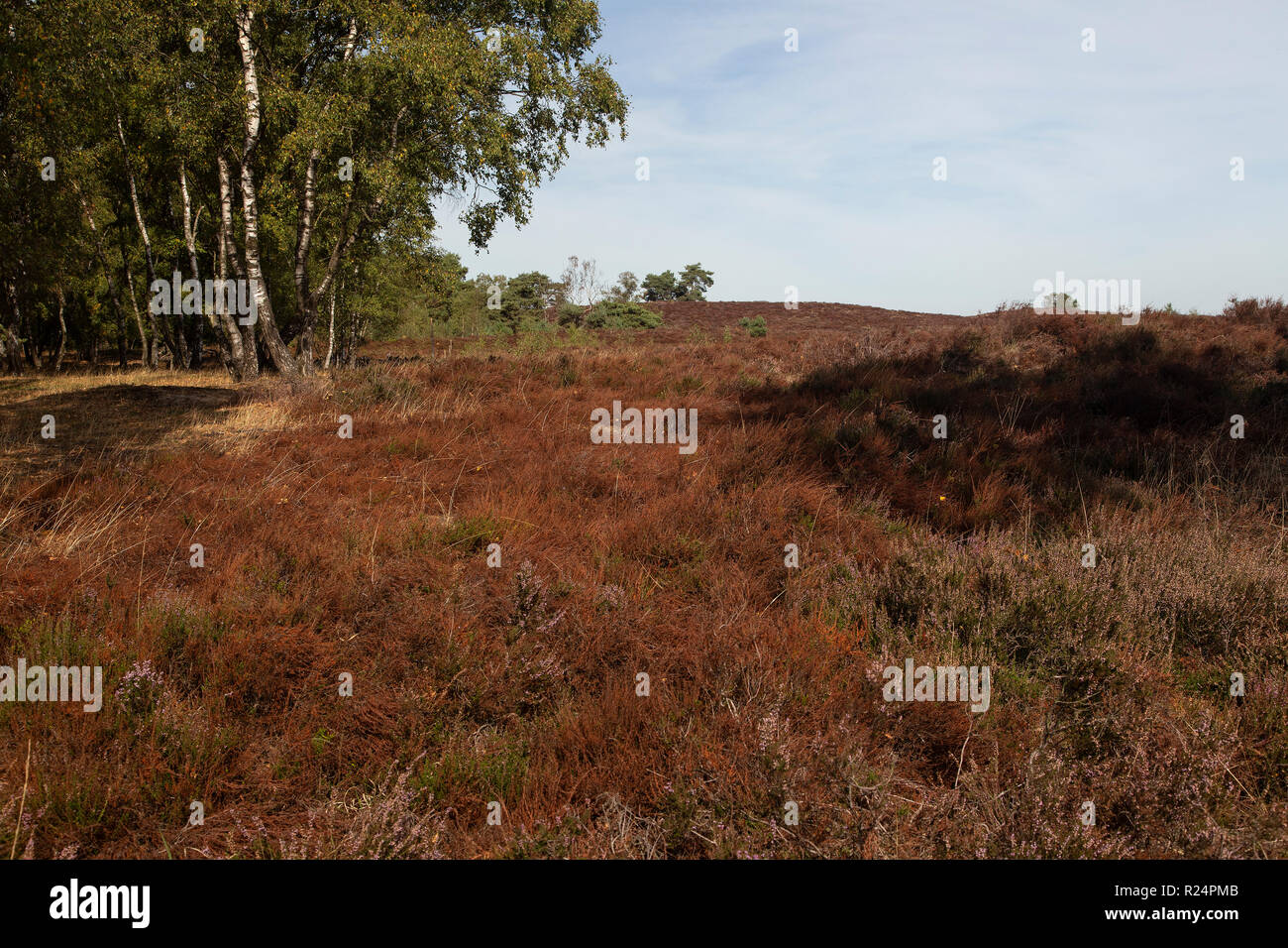 Appassiti heath dovuta a calda estate secca, Maasduinen National Park, il Limburgo, Paesi Bassi Foto Stock