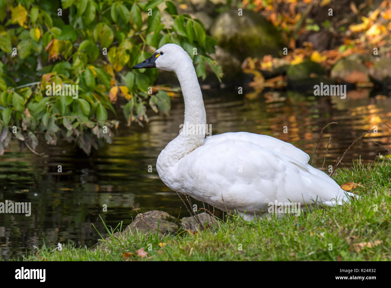 La tundra swan / sibilo swan (Cygnus columbianus columbianus) nativa per il Nord America Foto Stock
