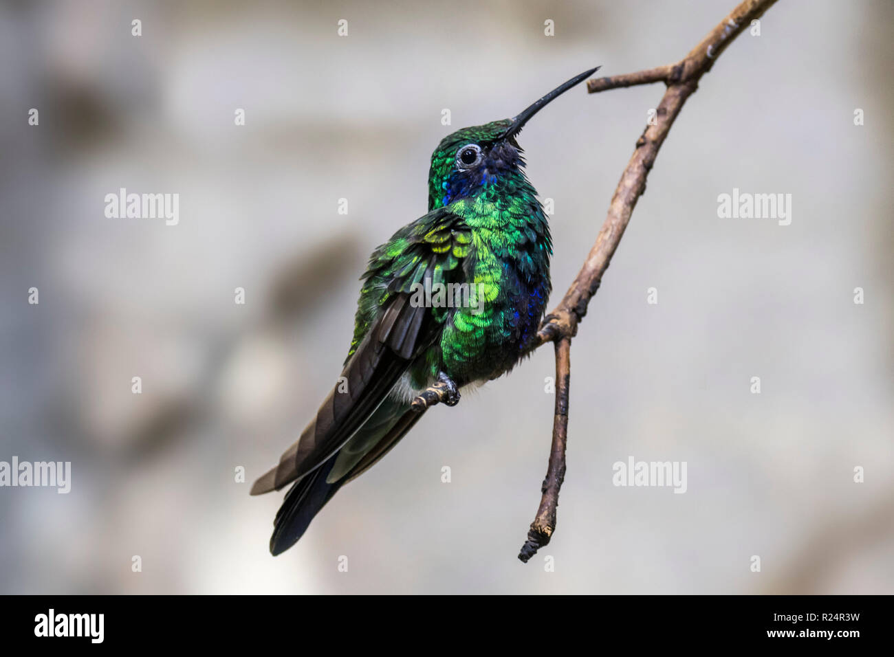 Violetear frizzanti spumanti / viola-orecchio (Colibri coruscans), hummingbird nativo a America del Sud Foto Stock