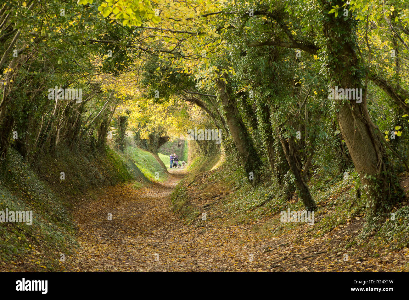 Tunnel di alberi, avenue, sunken lane, percorso Halnaker, Sussex, Regno Unito. Novembre, sul sentiero che conduce fino al mulino a vento Halnaker, autunno autunno. Foto Stock