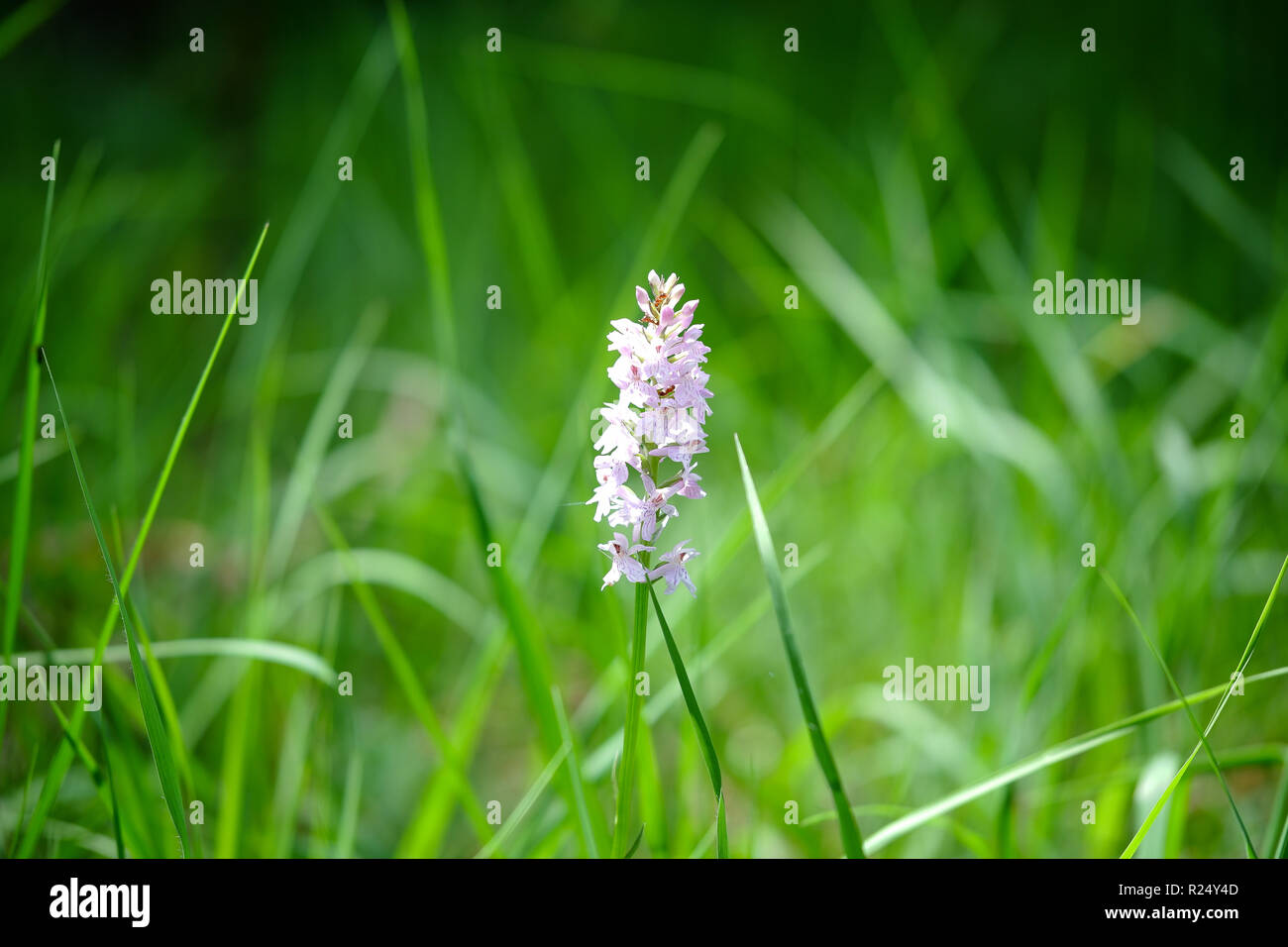 Spotted orchid su un prato in Germania designati come una riserva naturale Foto Stock