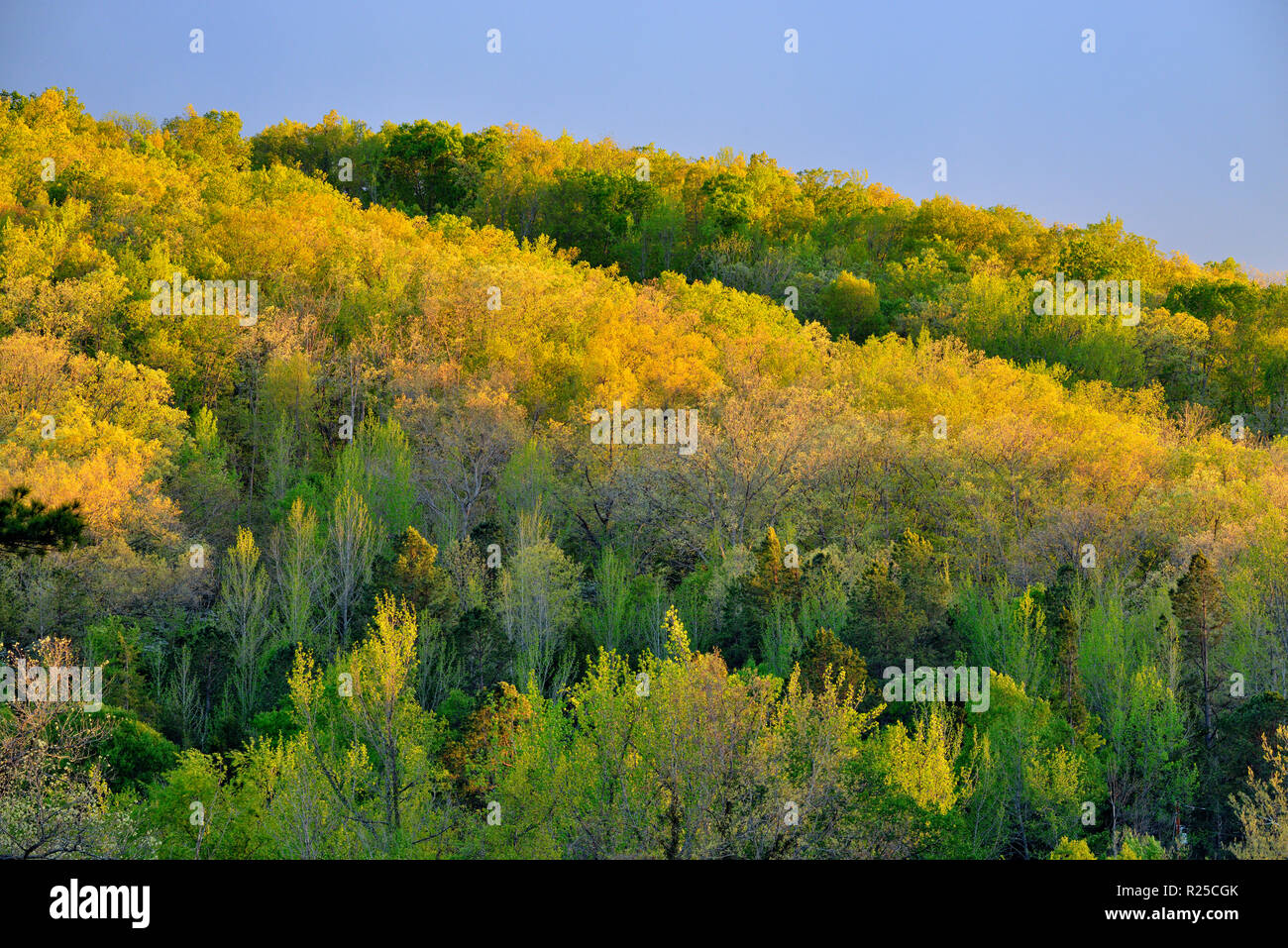 Il fogliame di primavera sui crinali, Buffalo National River, Arkansas, STATI UNITI D'AMERICA Foto Stock