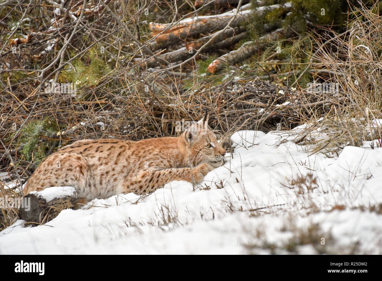 Siberian Lynx rannicchiato nella neve e pronto a balzare Foto Stock