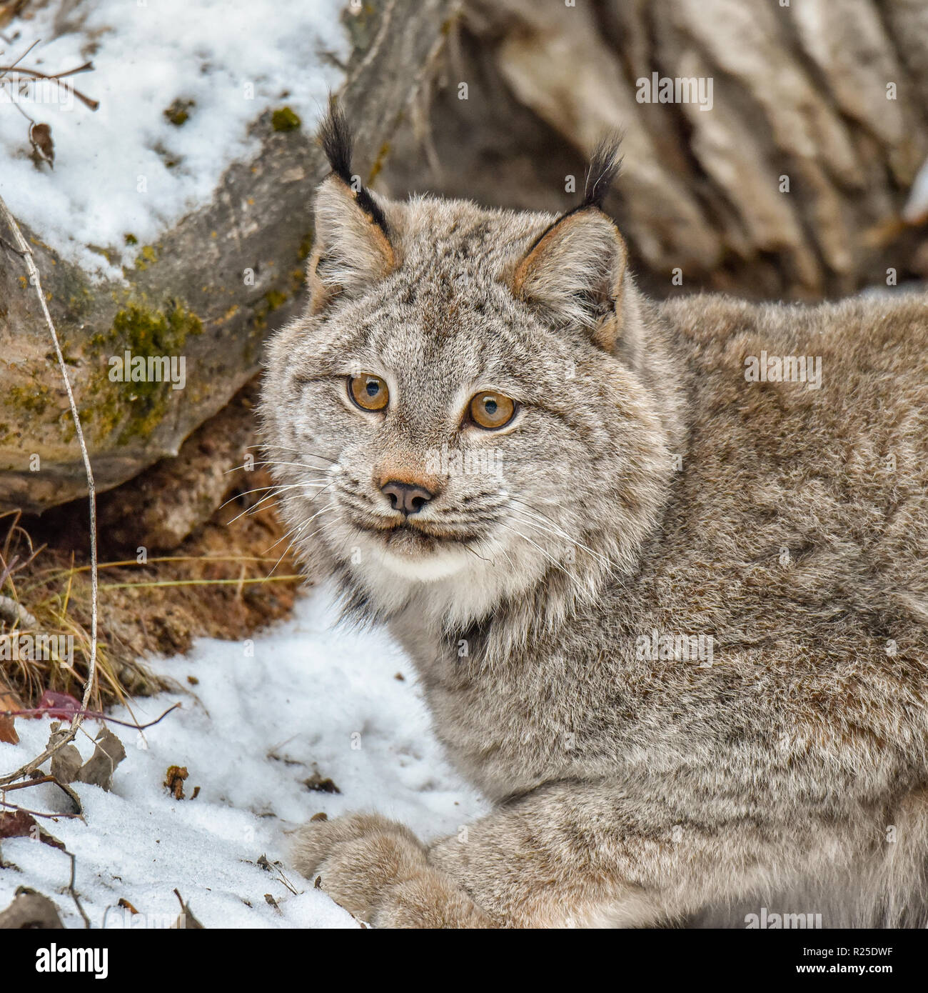 Il Lynx di Canada rannicchiato nella neve, Extreme Closeup Foto Stock