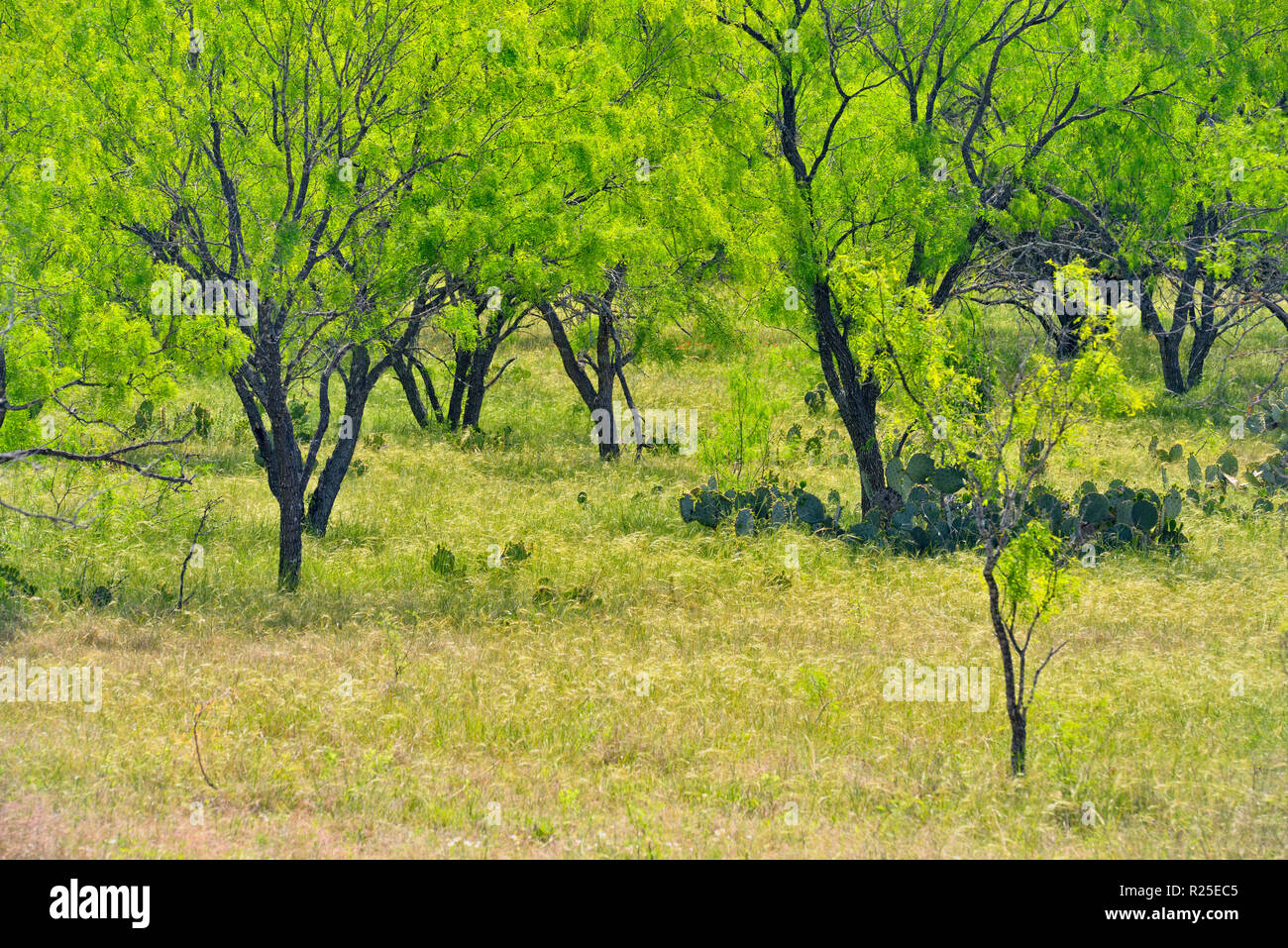 Hill Country ecosistema molla- fico d'india-pear cactus e mesquite alberi, Johnson City, Texas, Stati Uniti d'America Foto Stock