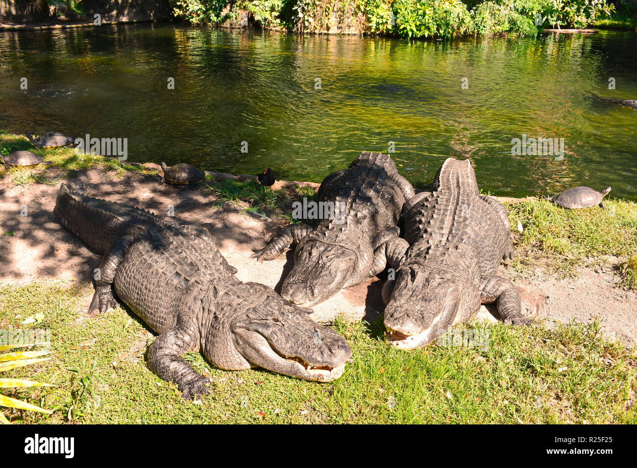 Tampa, Florida. Ottobre 25, 2018. Alligatori rilassante sul lato di una laguna a Bush Gardens Tampa Bay. Foto Stock