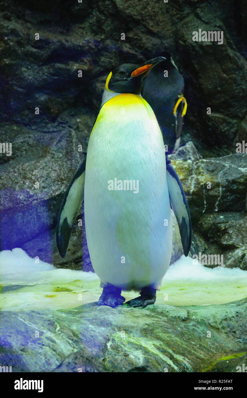 Grande re pinguino nella Loro Parque, Tenerife, Isole Canarie Foto Stock