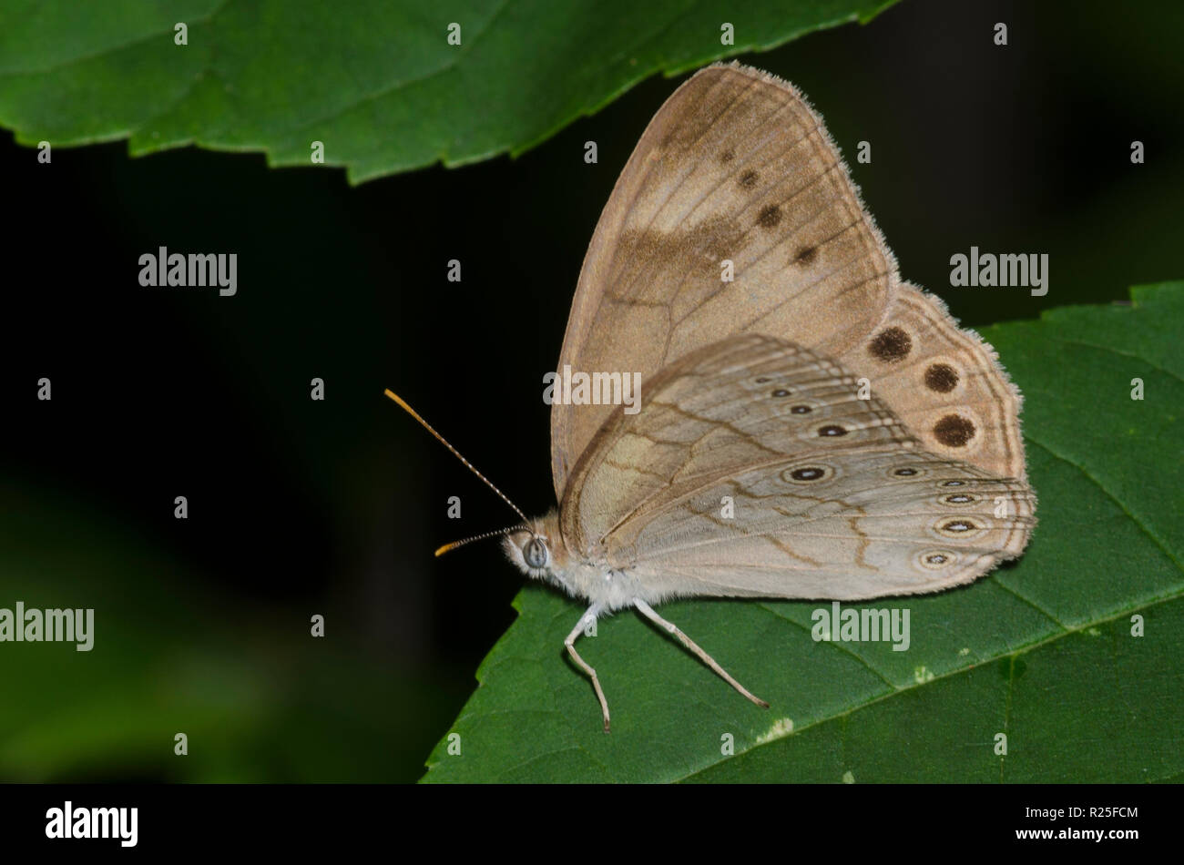 Appalachian Brown, Lete appalachia Foto Stock