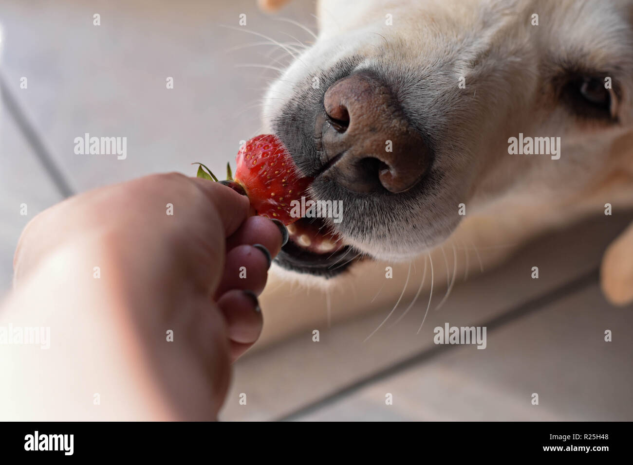 White Labrador retriever cane di mangiare una fragola frutto dalla mano dei proprietari/ immagine concettuale di fiducia e di amicizia tra cane e uomo Foto Stock