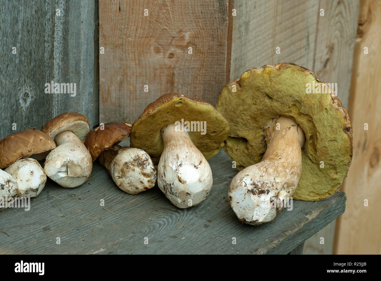 Penny bun o porcini (Boletus edulis), Val Sarentino, Bolzano, Trentino Alto  Adige, Italia Foto stock - Alamy