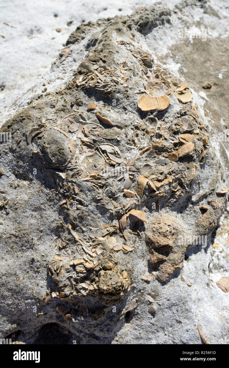 Nicchi impietriti dalla geopharm fossile di San Nicola in Grecia Foto Stock
