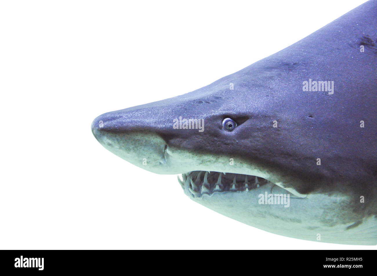 Sabbia tiger shark underwater close up isolati su sfondo bianco Foto Stock