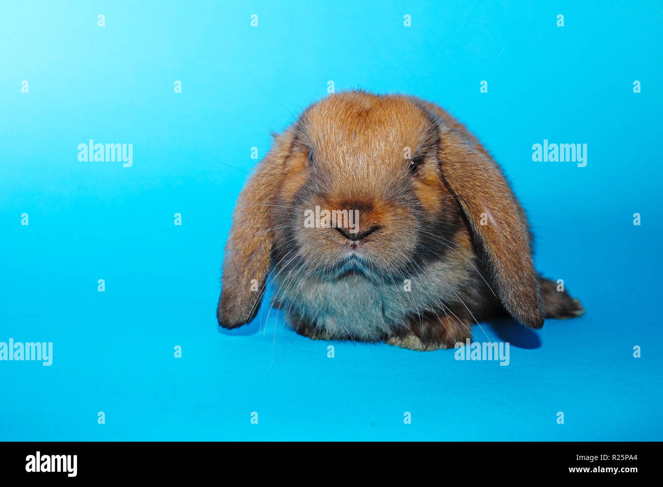 Grazioso mini lop coniglio su blackground blu Foto Stock