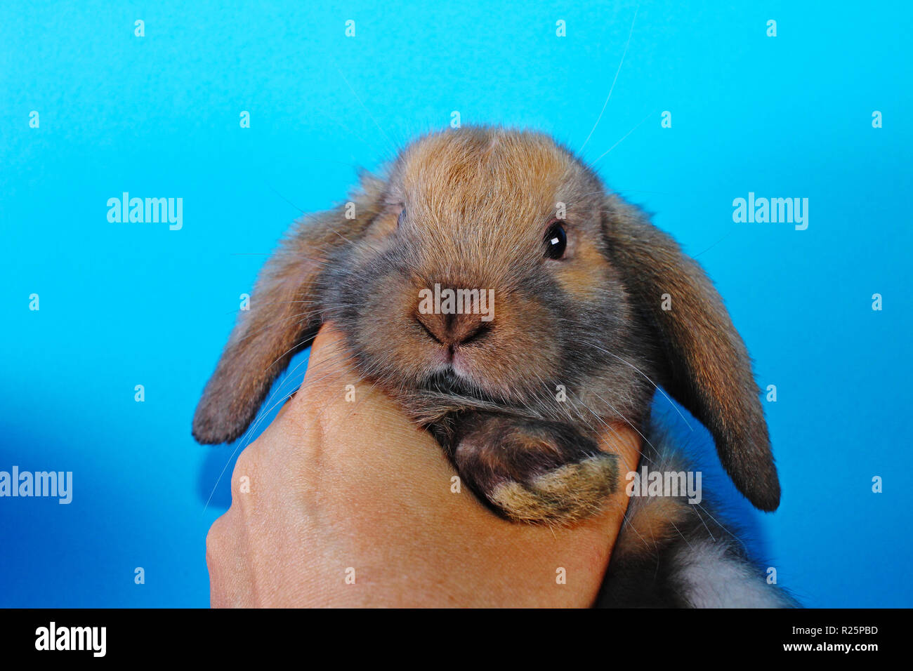 Grazioso mini lop coniglio su blackground blu Foto Stock