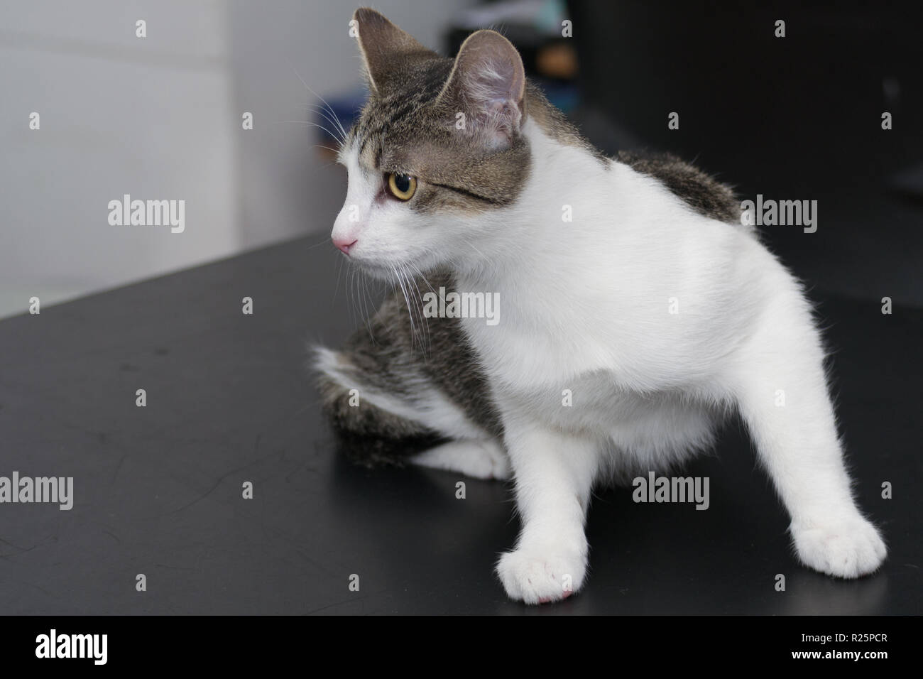 Gatto adulto sul consultare tabella presso la clinica veterinaria Foto Stock