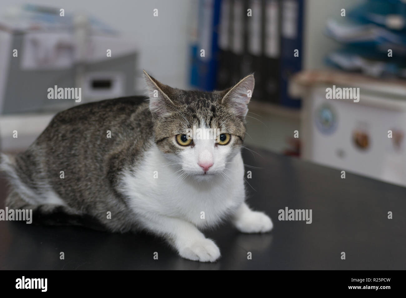 Gatto adulto sul consultare tabella presso la clinica veterinaria Foto Stock