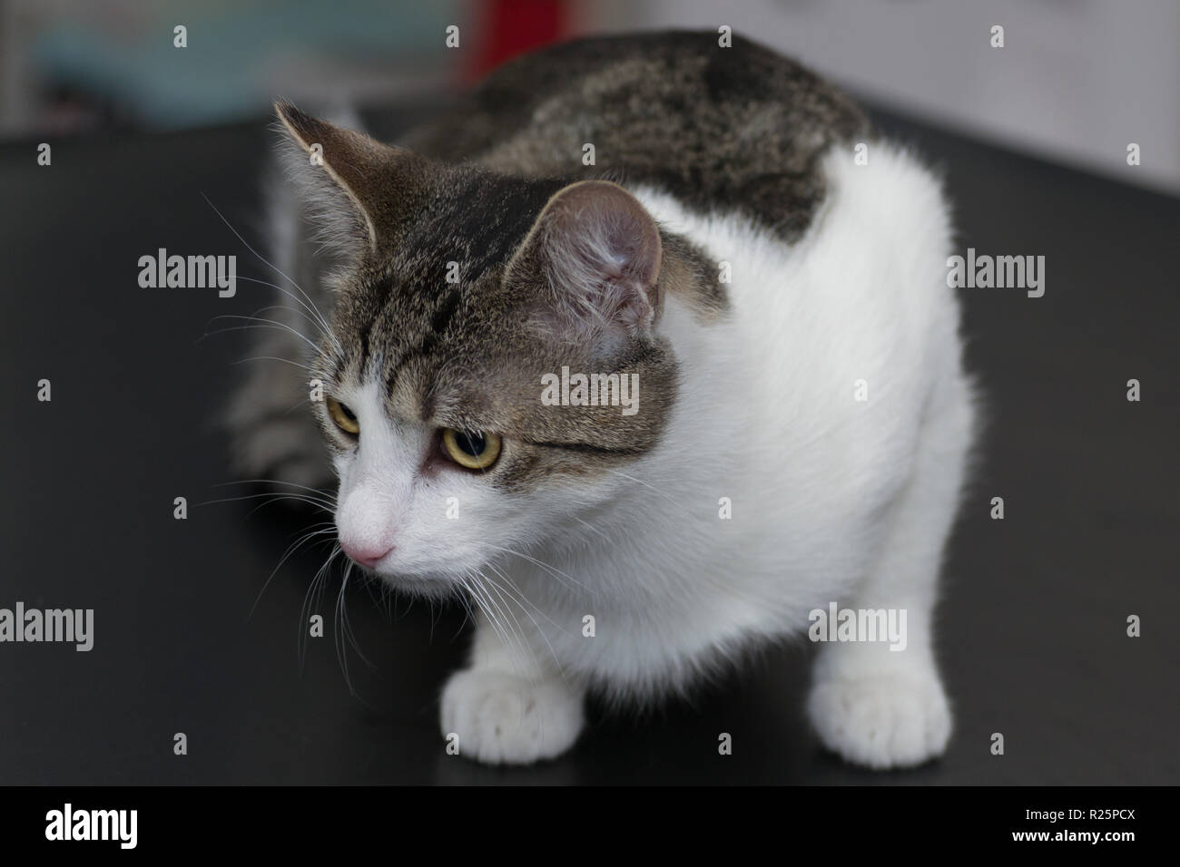 Gatto adulto sul consultare tabella presso la clinica veterinaria Foto Stock