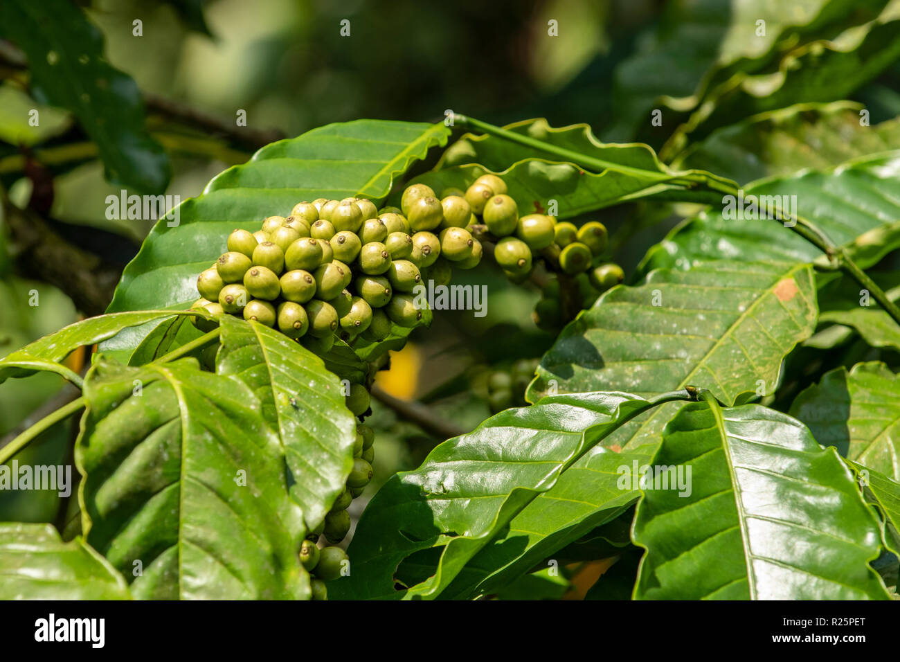 La Coffea arabica, immaturi Arabica Coffee Beans in corrispondenza del Periyar, Kerala, India Foto Stock