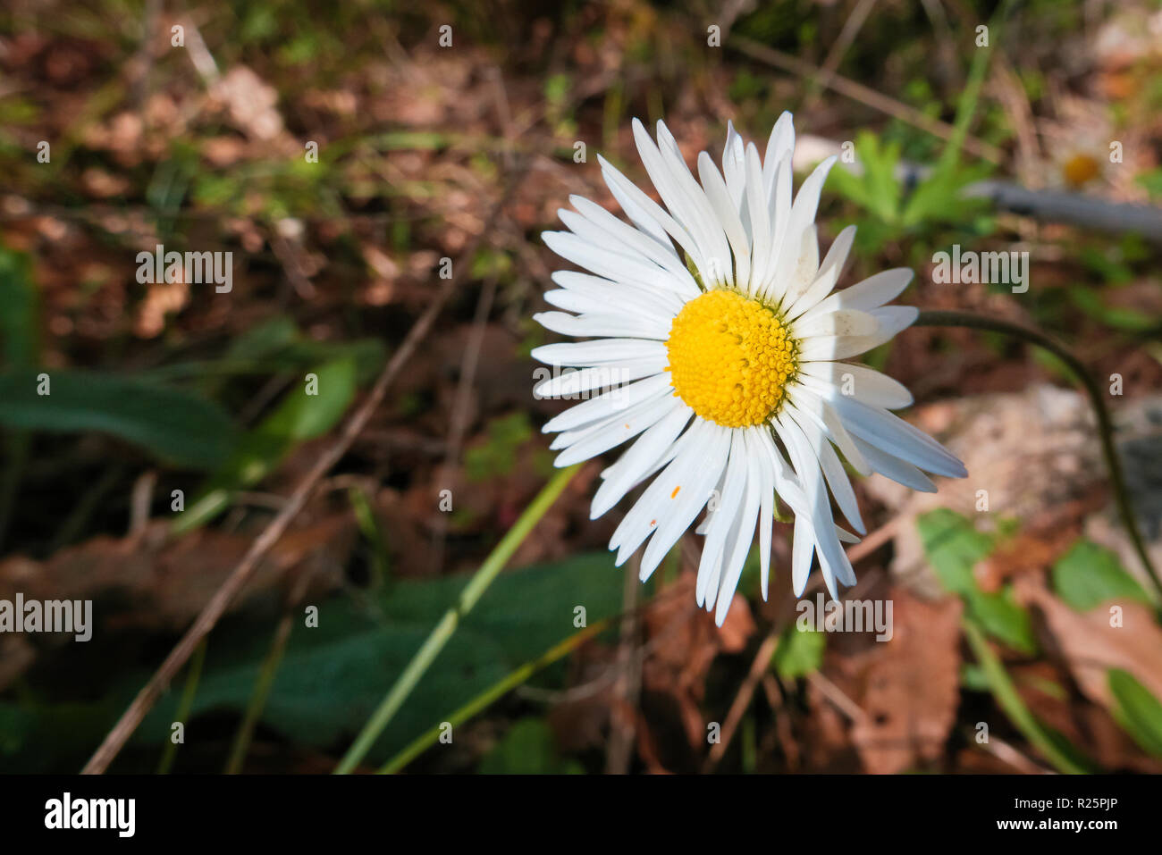 Autunnale di fiori di campo in terra di Puglia. Foto Stock