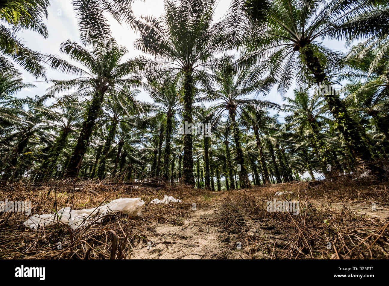 Sacchi di plastica gettati in un non certificato RSPO olio piantagione di palme. Brown la copertura del terreno è indicativa di una coperta di erbicidi chimici utilizzare. Il proprietario di questa piantagione non è alla ricerca di certificazione RSPO nonostante la pressione del governo. Il Perak, Malaysia, Luglio 2018 Foto Stock
