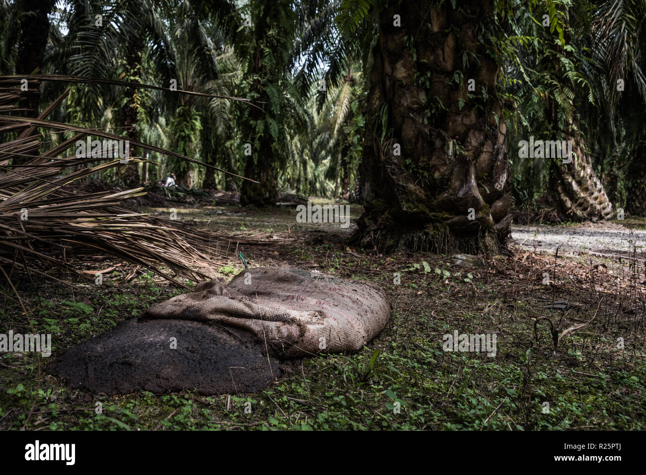 Un sacco di pollina utilizzato come un lento rilascio concime da un orang asli palme da olio Farmer - "Ho davvero vedere la differenza tra prima e dopo l'uso di pollina. Ho utilizzato per applicare il fertilizzante normale - concime composto - quando mi è stato utilizzando solo che la resa è stata 12-13tonnellate/mese e ora dopo la pollina è andato fino a 16-17 tonnellate/mese.". Questo agricoltore è attualmente nel processo di applicazione per RSPO adesione e ha modificato la sua prassi di fertilizzazione di conseguenza. Il Perak, Malaysia, Luglio 2018 Foto Stock