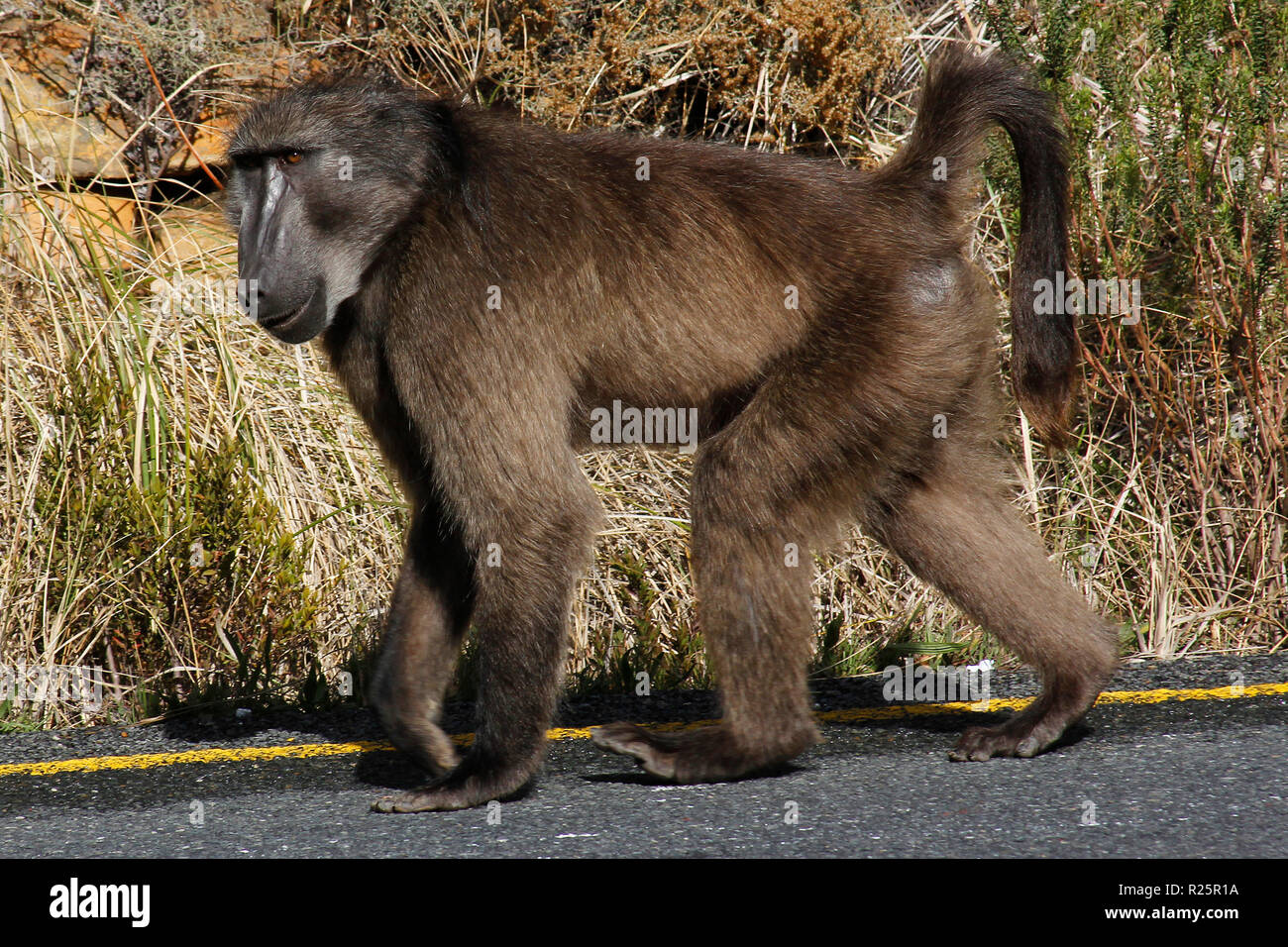 Babbuini di Capo che camminano sulle strade pubbliche. Foto Stock