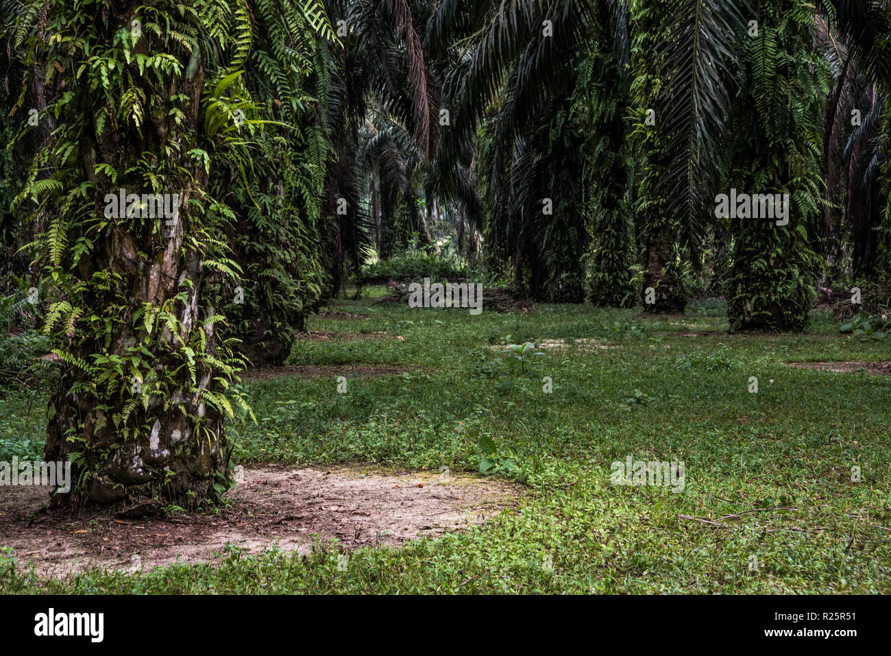 Questo olio di palma piantagione è a metà strada attraverso la valutazione per diventare RSPO certificate e ha apportato numerose modifiche alle pratiche agricole. Questi includono la possibilità di utilizzare la copertura del terreno di crescita, adottando un benefico di piantare la strategia, arrestare pesticidi chimici utilizzare e adottando invece microbica di fertilizzanti chimici. Il Perak, Malaysia, Luglio 2018 Foto Stock