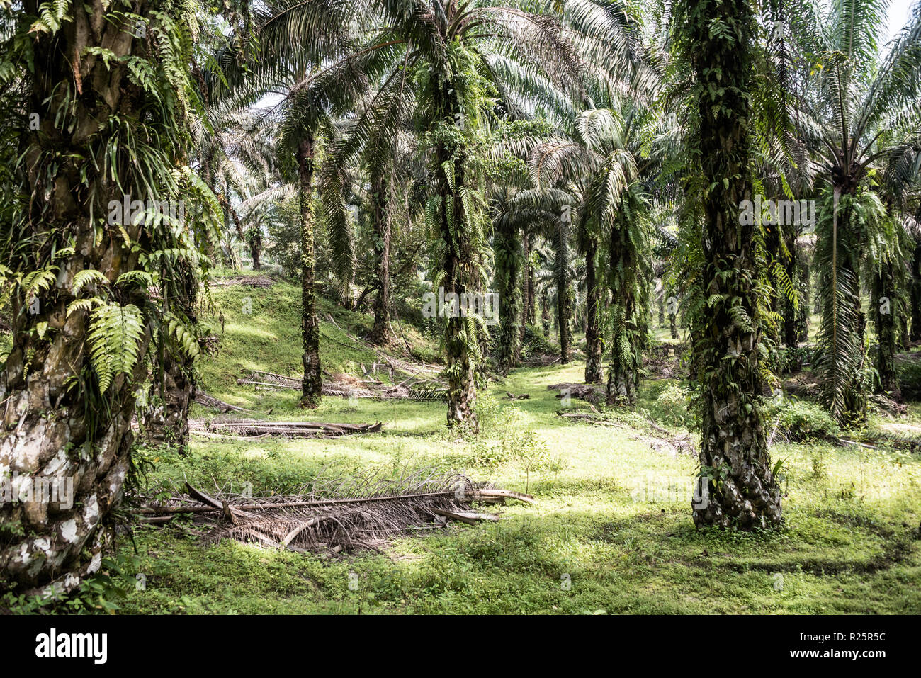 Questa azienda è stata attraverso la RSPO processo di auditing ed è in attesa di risultati. L'agricoltore delinea le modifiche che ha realizzato per soddisfare i criteri di RSPO: " Ho applicato meno pesticidi ed erbicidi e ho mantenuto la fattoria più ordinatamente e si prese cura di igiene in modo diverso. Ho anche fare il corretto impilamento frond adesso. Le modifiche sono state facile, non hanno più lavoro e sono contento che." Perak, Malaysia, Luglio 2018 Foto Stock