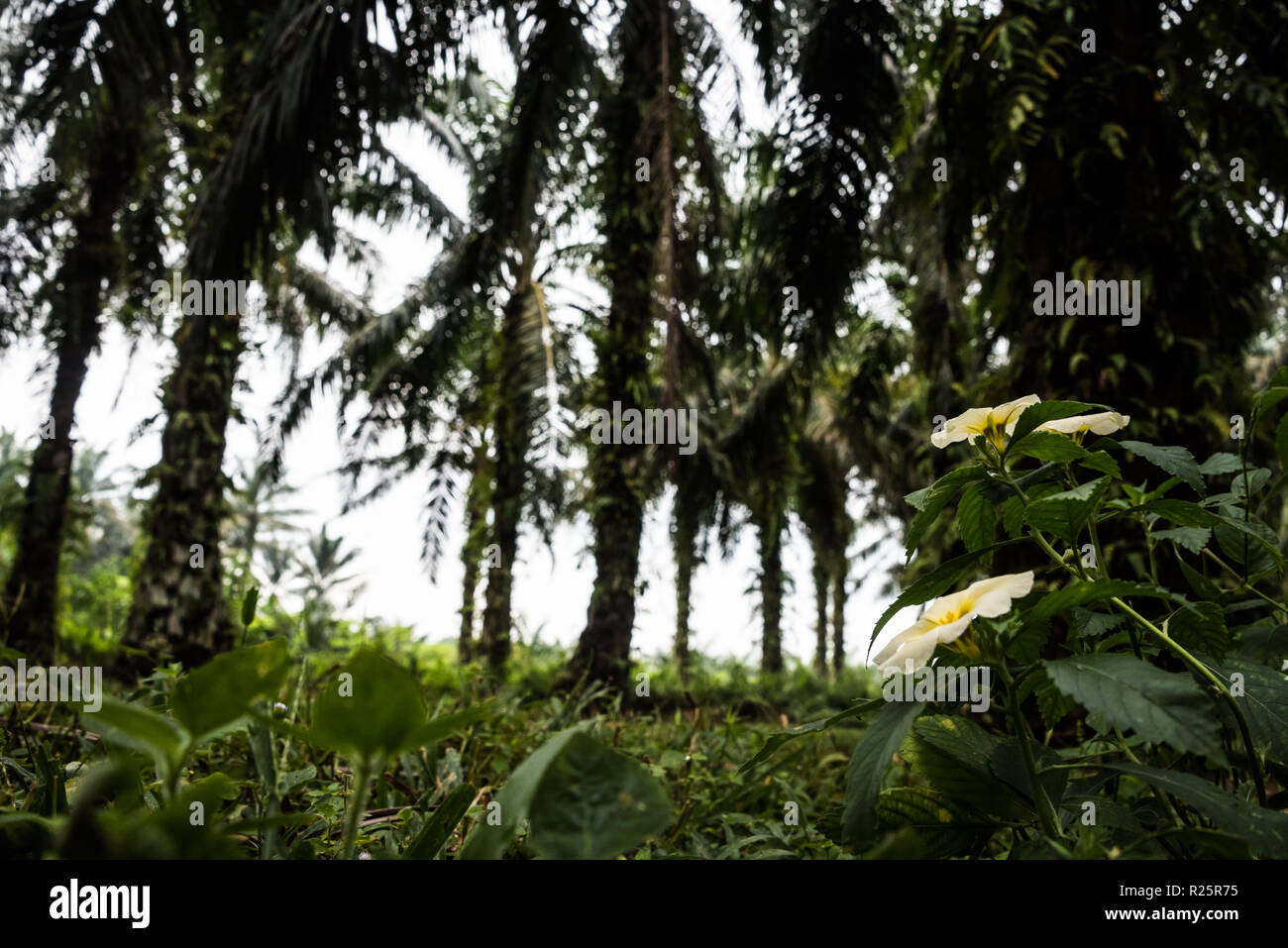Turnera Subulata è una fioritura delle piante utilizzate sulle piantagioni di palme da olio come un benefico di piantare la strategia. I fiori attirano numerose specie di insetti, compresi icneumone vespe, che aiutano a mantenere i parassiti verso il basso e anche fecondare le palme da olio fiori. Questo olio di palma piantagione è a metà strada attraverso la valutazione per diventare RSPO certificate e ha apportato numerose modifiche alle pratiche agricole. Questi includono la possibilità di utilizzare la copertura del terreno di crescita, adottando un benefico di piantare la strategia, arrestare pesticidi chimici utilizzare e adottando invece microbica di fertilizzanti chimici. Il Perak, Malaysia, Luglio 2018 Foto Stock