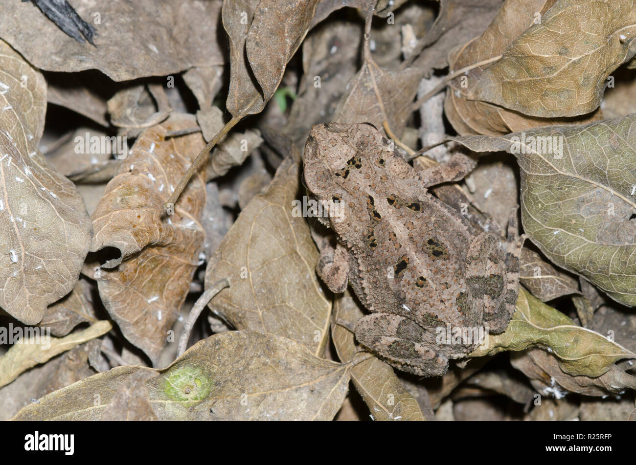 La canna da zucchero Toad, Rhinella marina, capretti mimetizzato nella figliata di foglia Foto Stock