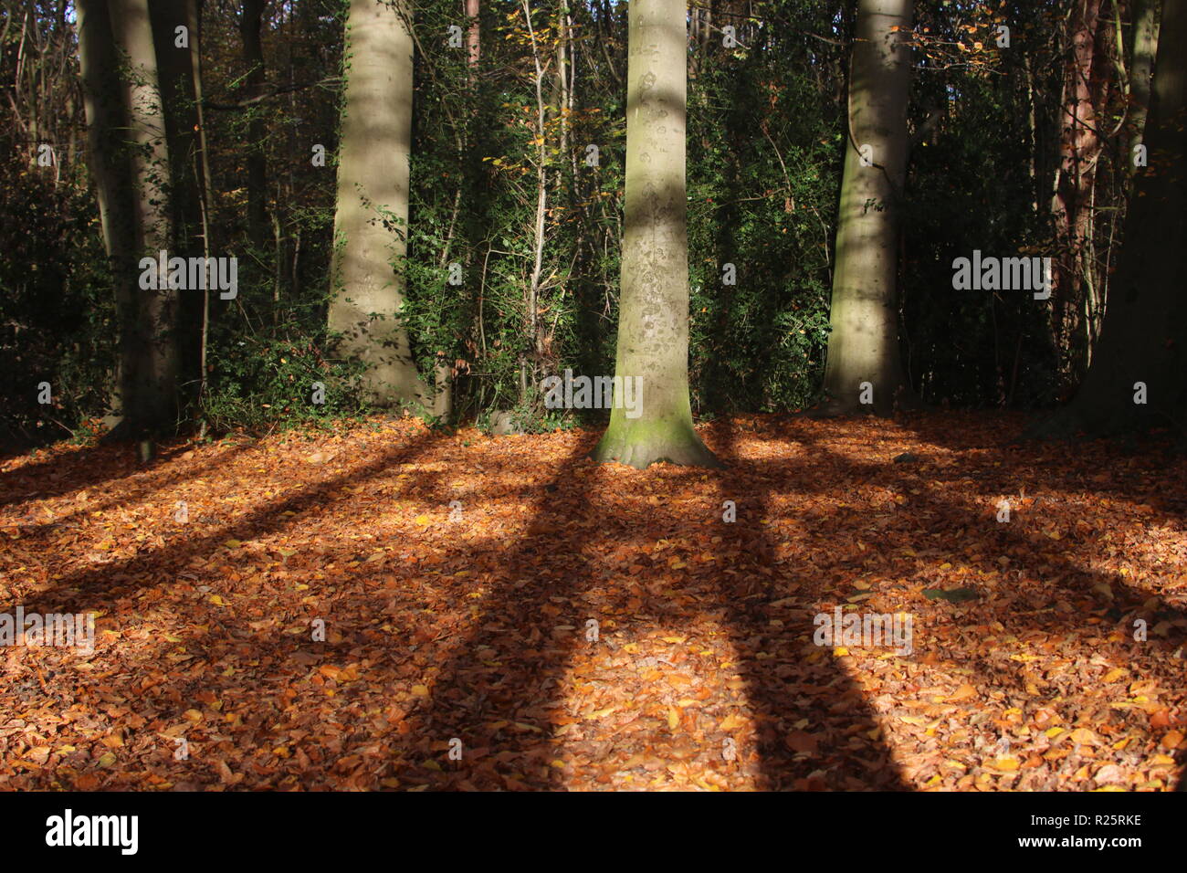 Lunghe ombre proiettate in un legno di un tardo autunno sun Foto Stock