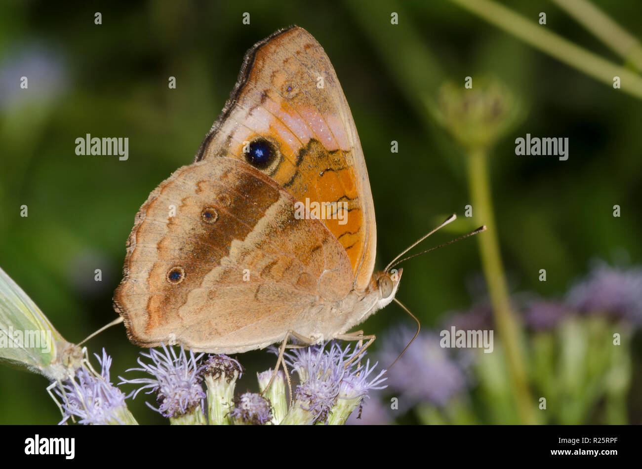 Tropical Buckeye, Junonia evarete, sul fiore di nebbia, Conoclinium sp. Foto Stock