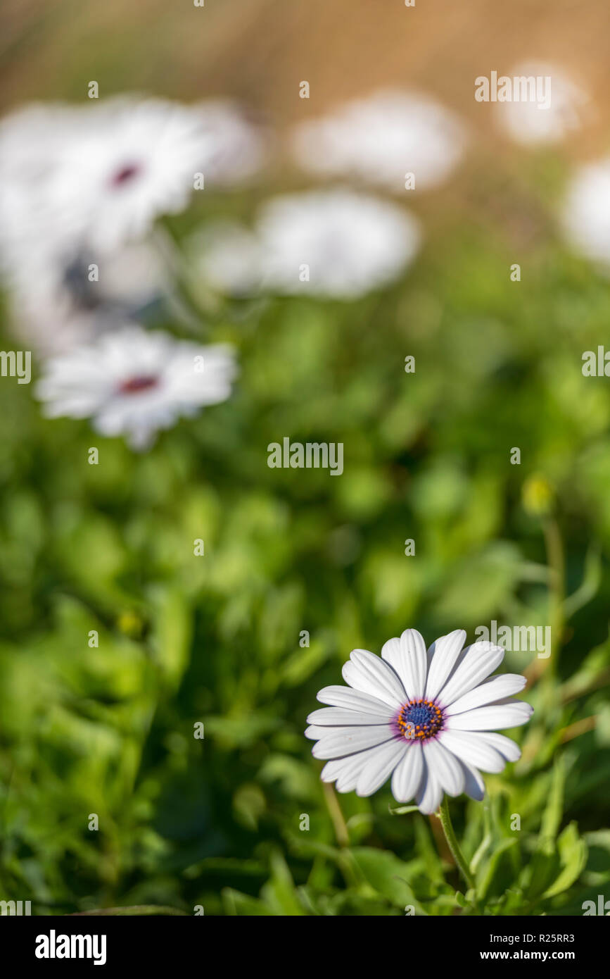 Bianche margherite africane o cape daisy, con i suoi vivaci occhi blu. Osteospermum jucundum, Dimorphotheca jucunda Foto Stock