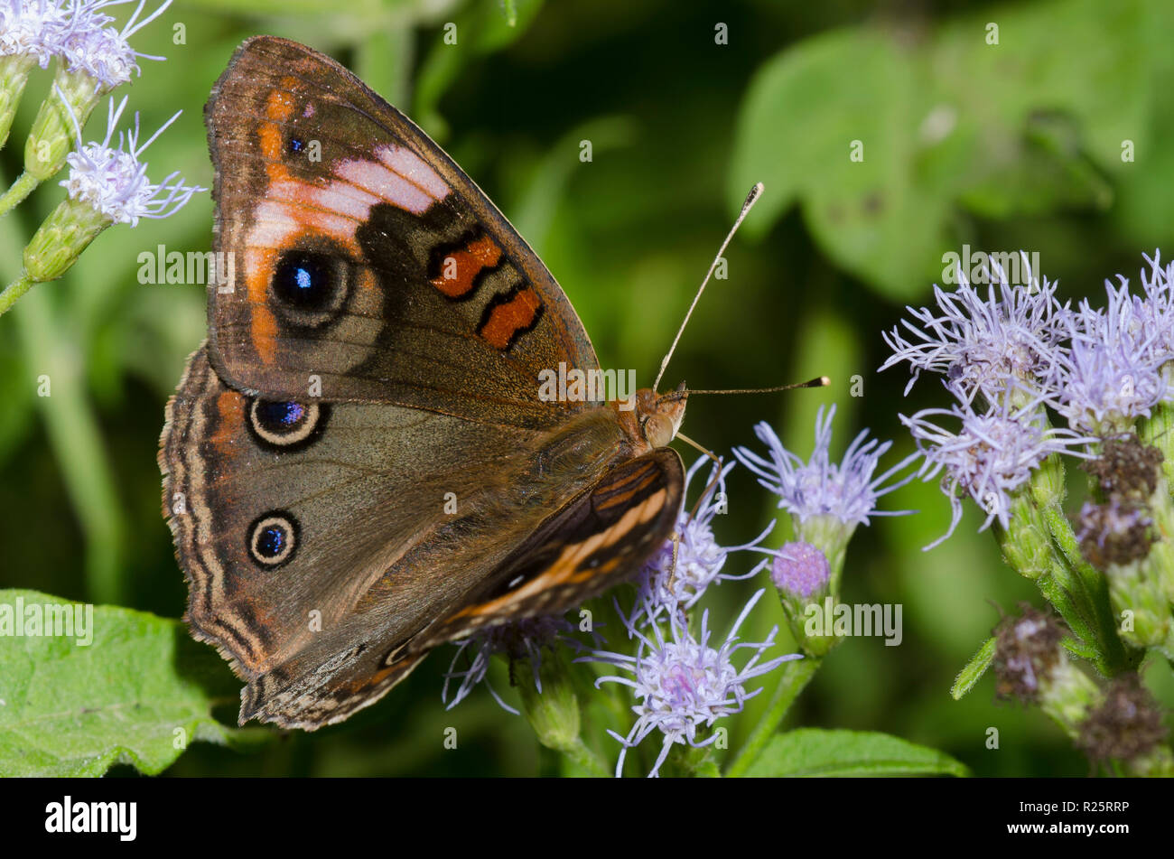 Tropical Buckeye, Junonia evarete, sul fiore di nebbia, Conoclinium sp. Foto Stock