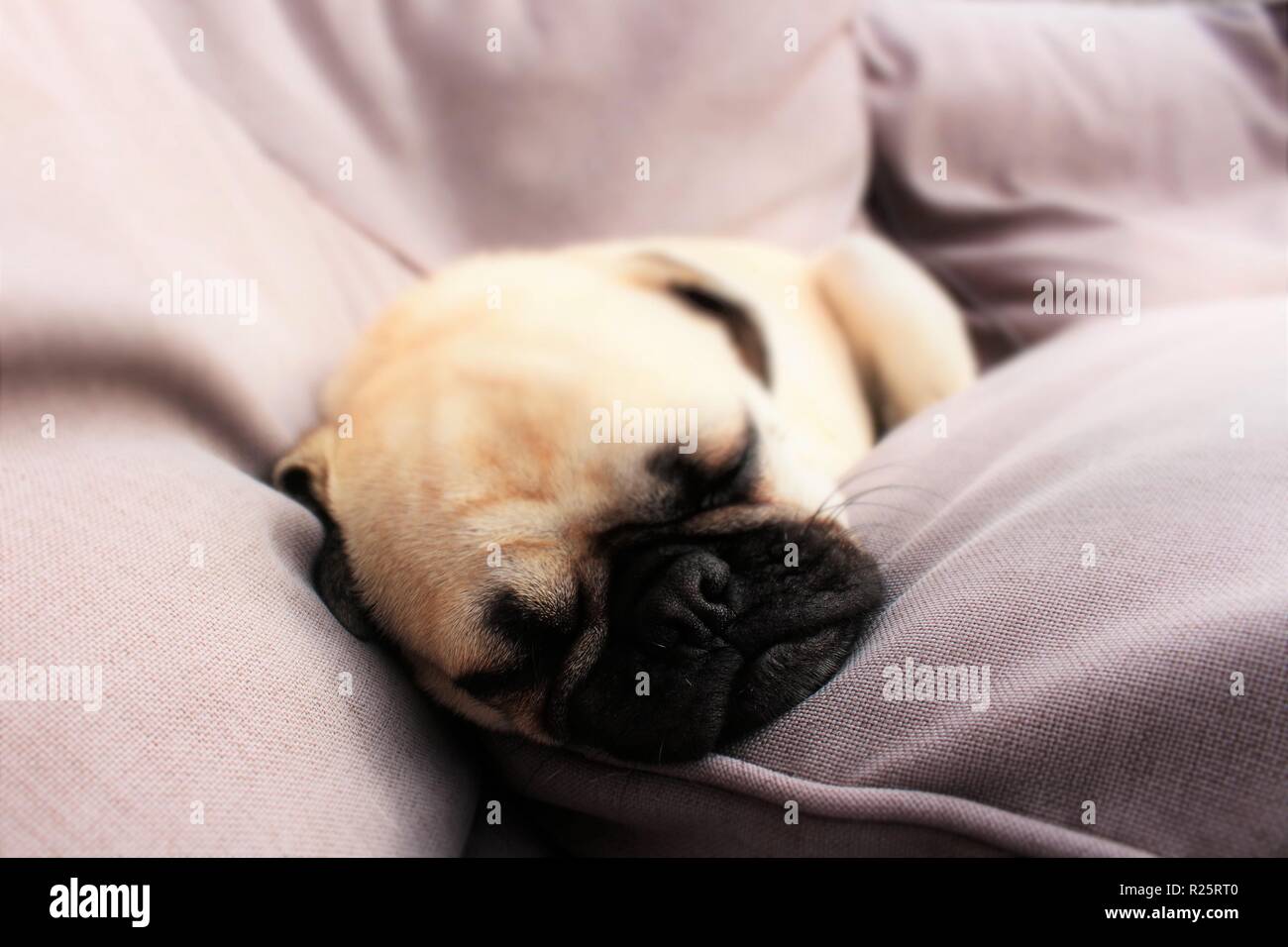Foto concettuale raffigurante "alesatura',con un anno vecchio, dormendo, maschio Pug cane usato. Foto Stock