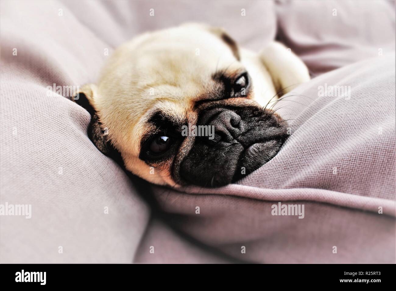 Foto concettuale raffigurante 'daydreaming',con una di un anno, maschi Pug cane usato. Foto Stock